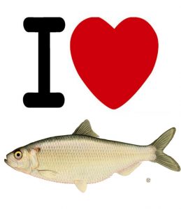 i-love-fish