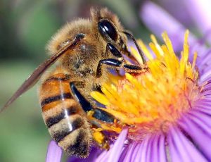 european-honey-bee