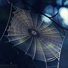 spider-web